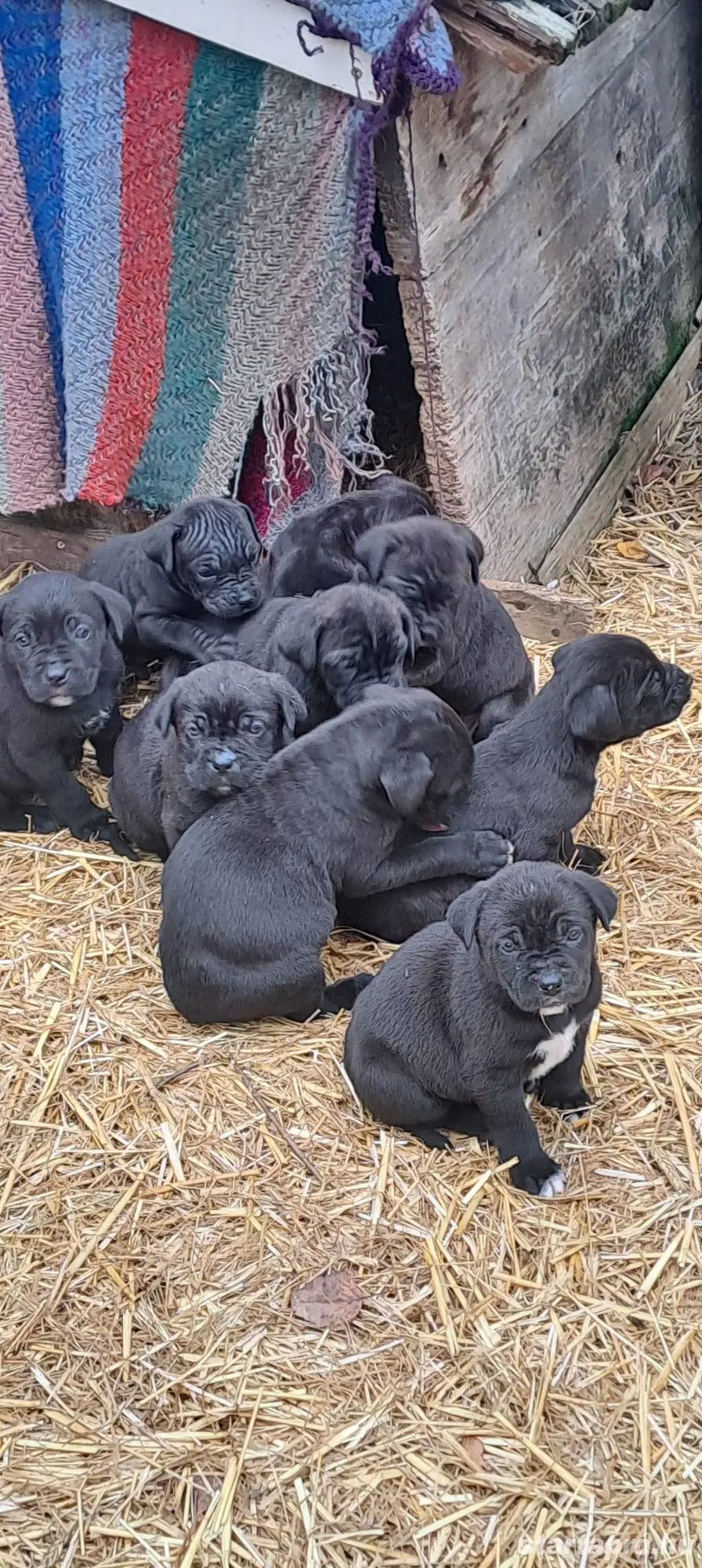 Eladó Cane Corso kiskutyák!