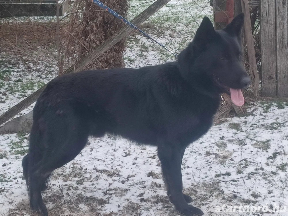 Német juhász, németjuhász