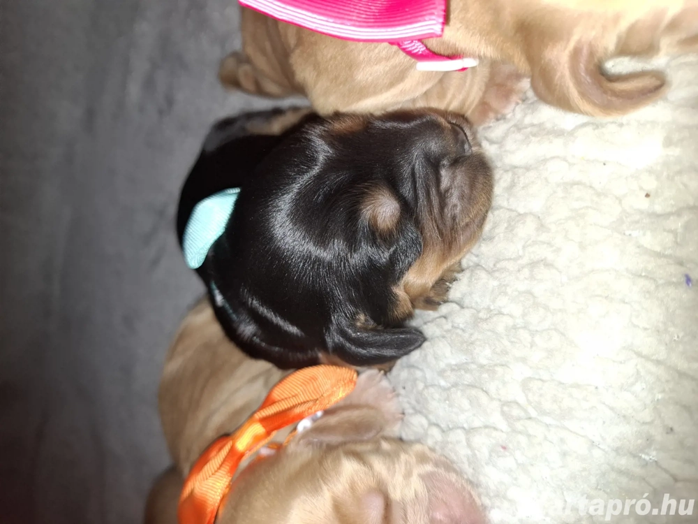 Angol Cocker spániel