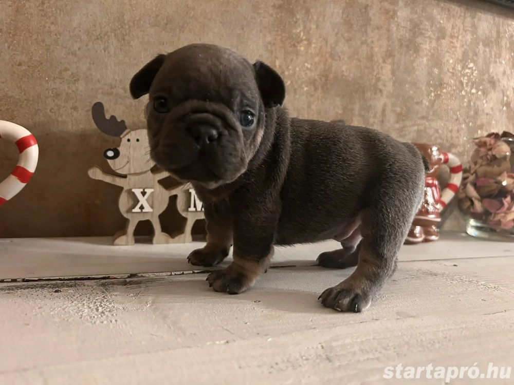 Blue and tan minőségi francia bulldog kiskutyák 