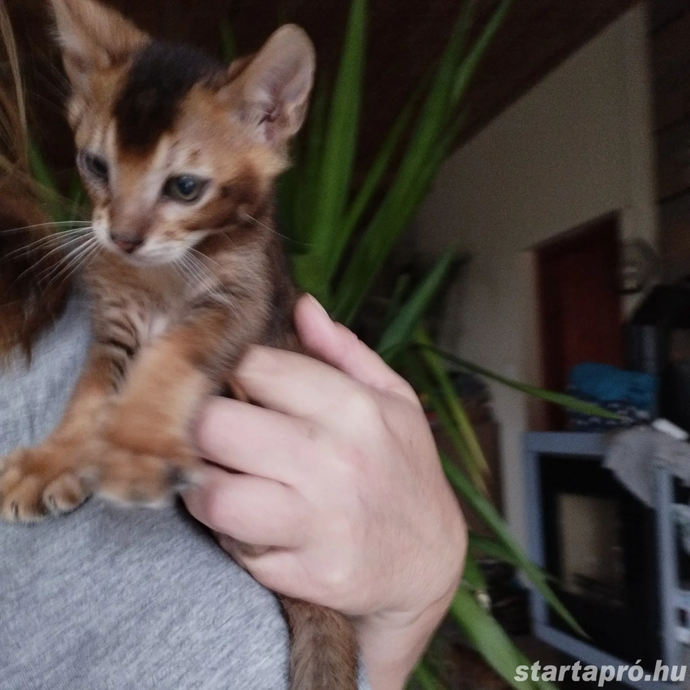 Beng li abesszin kiscica