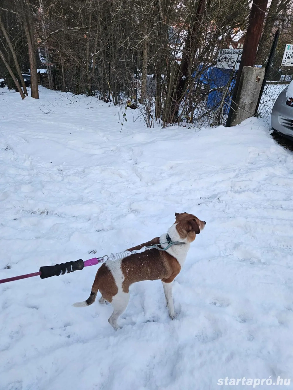 Mylo kutyus gazdit keres!