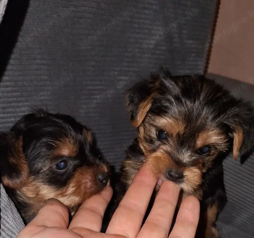 Yorki babák szerető gondoskodó gazdikat keresnek! 