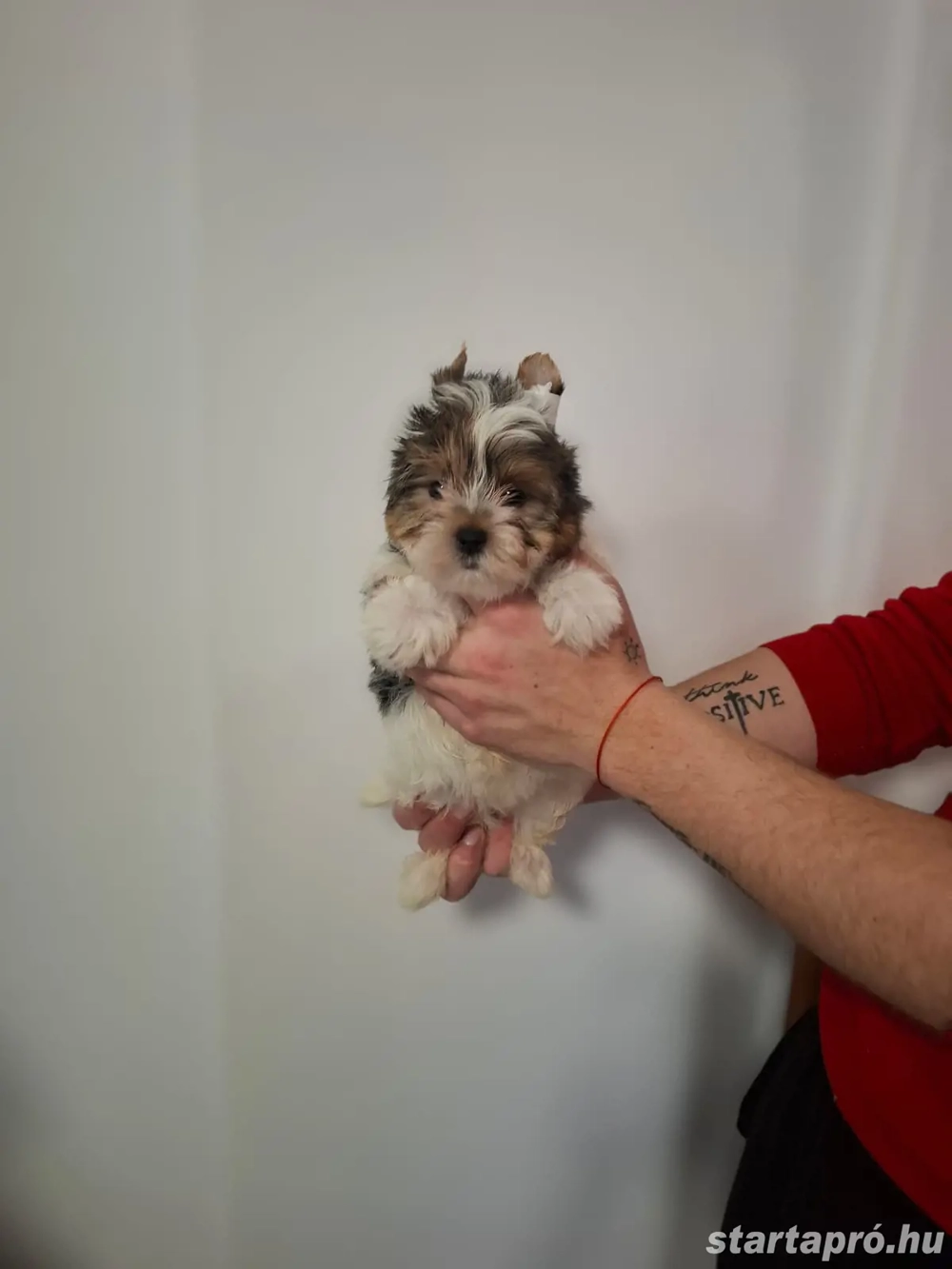 Eladó Biewer Yorki fiúk