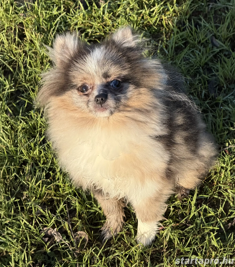 Mini méretű pomerániai törpe spitz