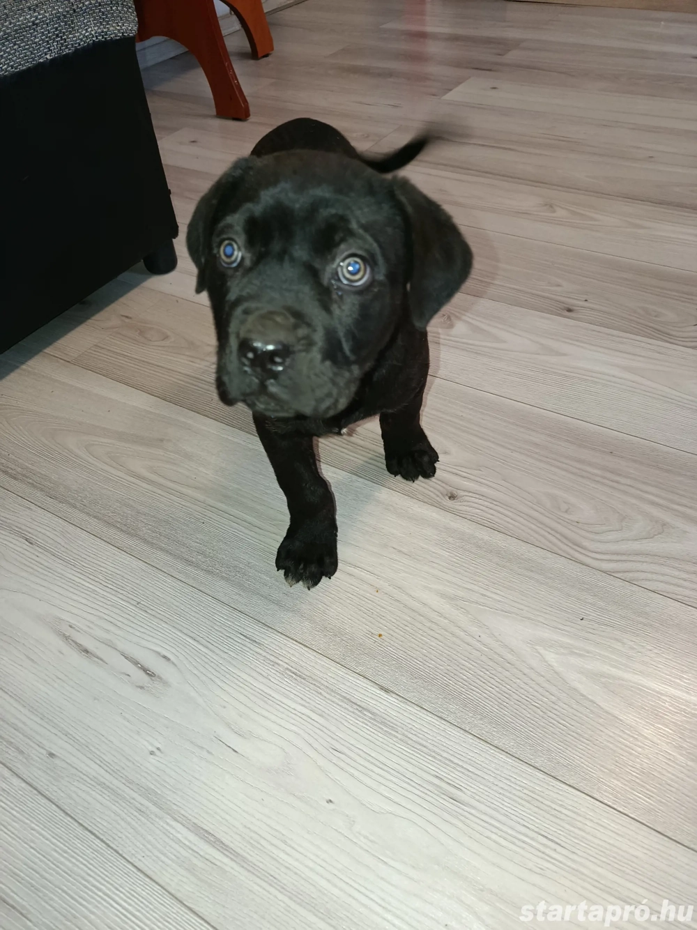 Cane Corso kutyák eladók 