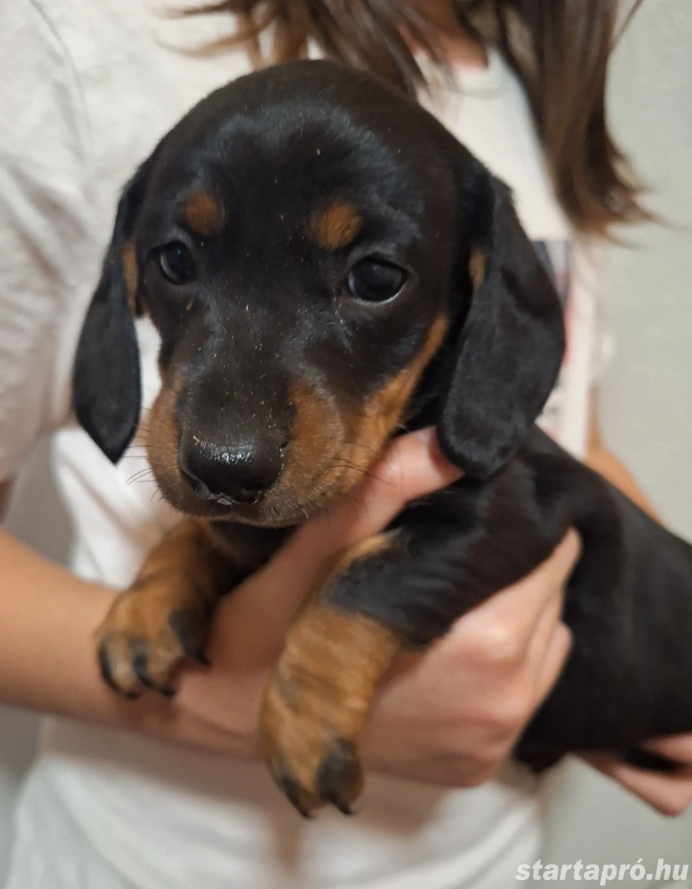 Fekete cser törpetacskók