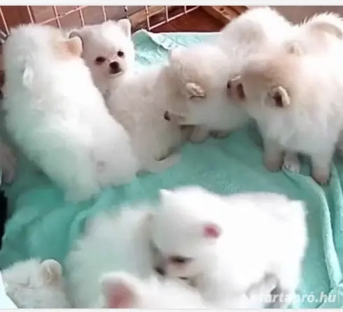 Spitz kiskutyák, német spiccek  kölyökök gazdisodnának