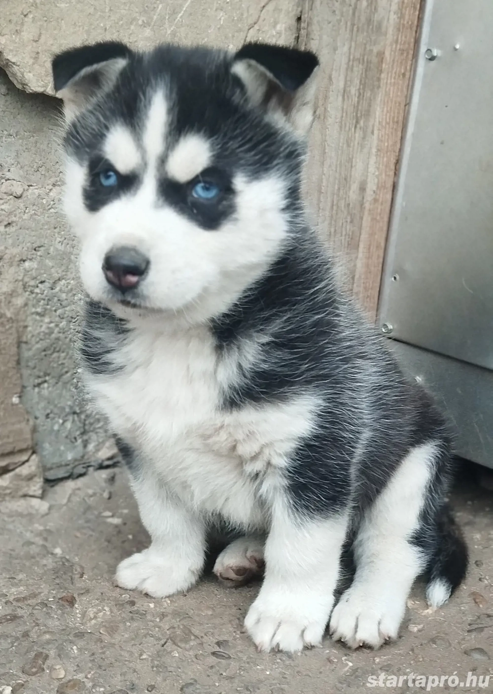 Husky kan 
