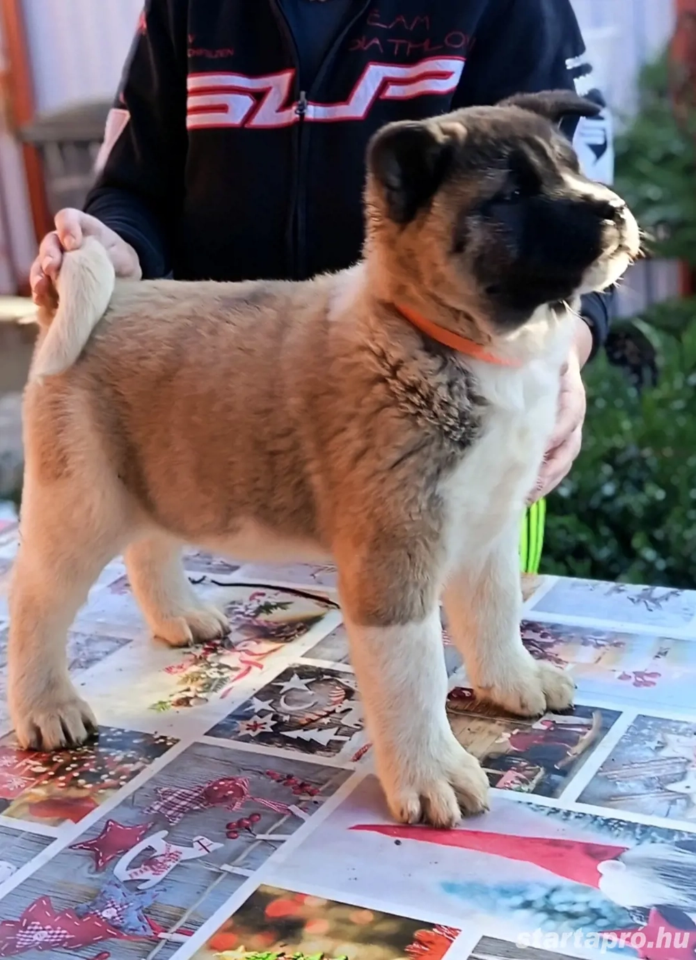 Amerikai Akita szuka kölykök.