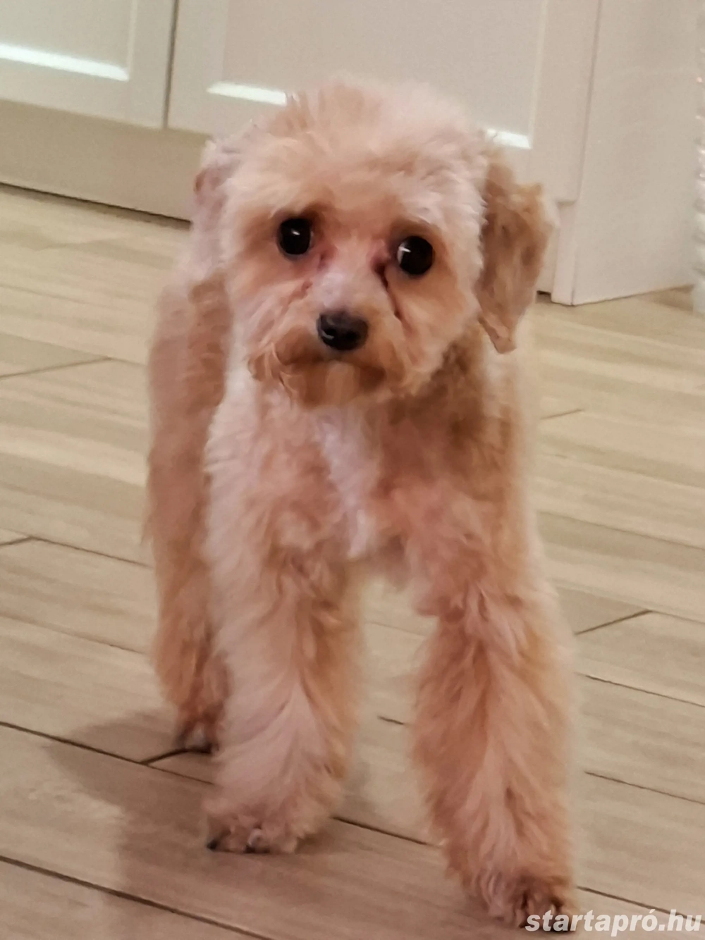Cavapoo 2 éves szuka eladó 