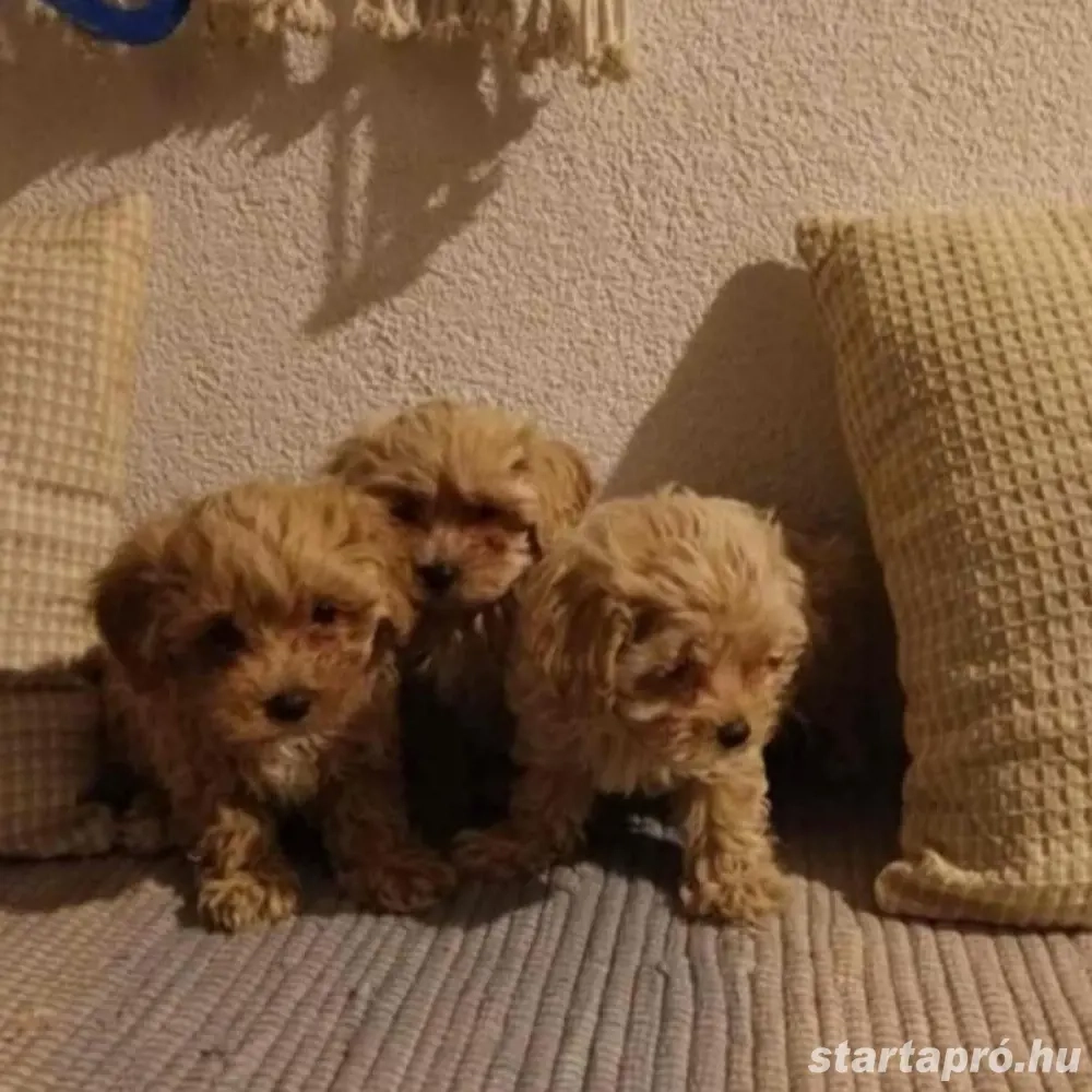 Maltipoo Törpe uszk r Havanese kiskutyák 