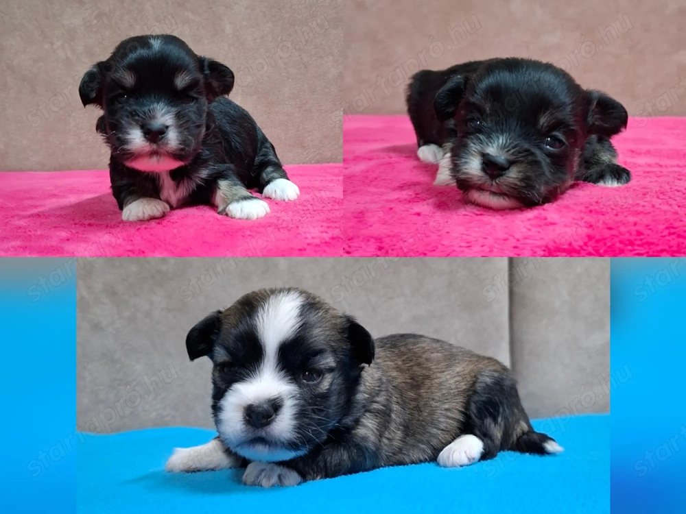 Bichon havanese törzskönyvezhető kiskutyák