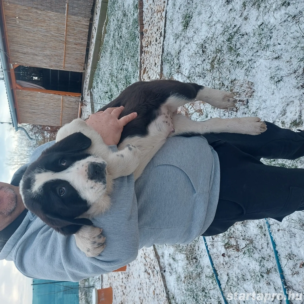 Közép ázsiai juhász kiskutyák. 