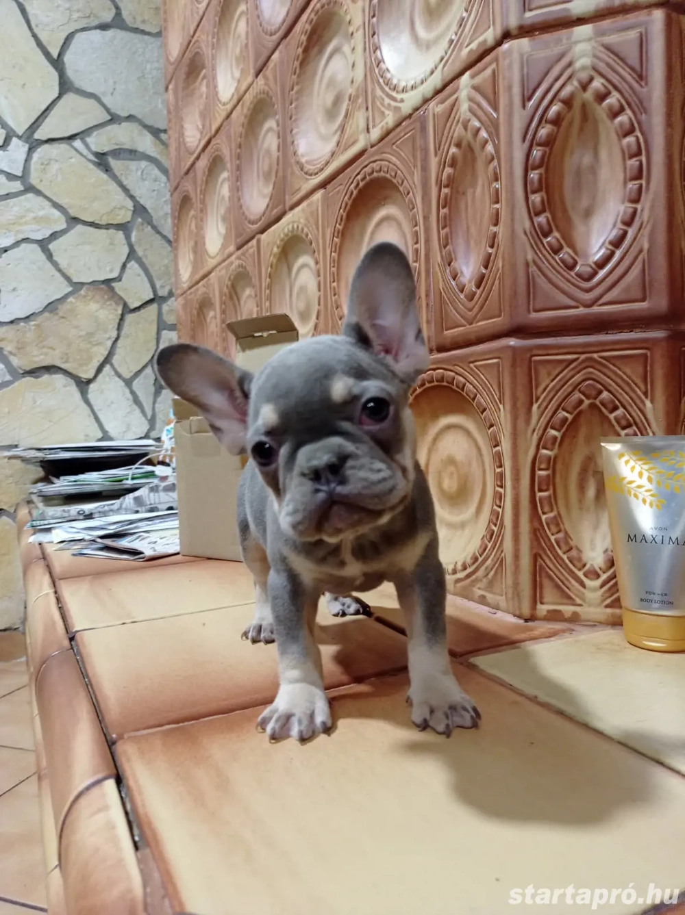 Eladó Lilac and Tan Francia Bulldog kölykök