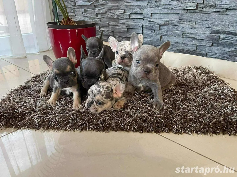 Francia bulldog kiskutyák