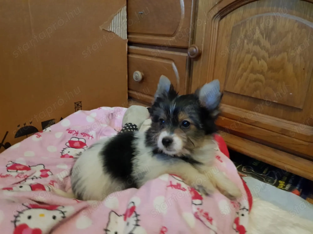 Biewer Yorki Yorkshire terrier 3 hónapos szépséges mini kisfiú gazdit keres!