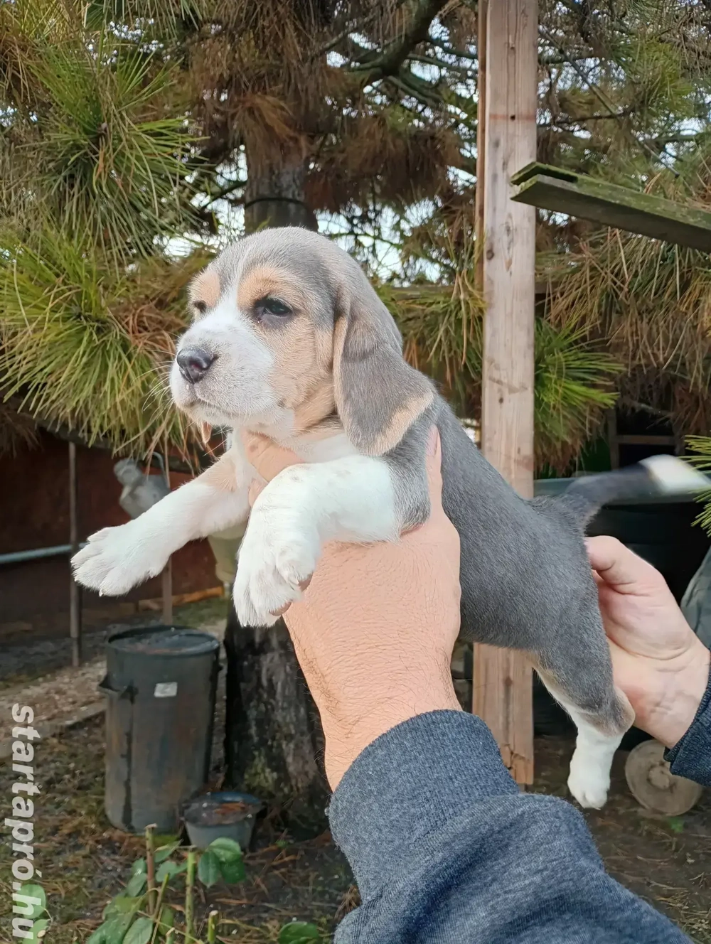 Blue Beagle kis kutya 