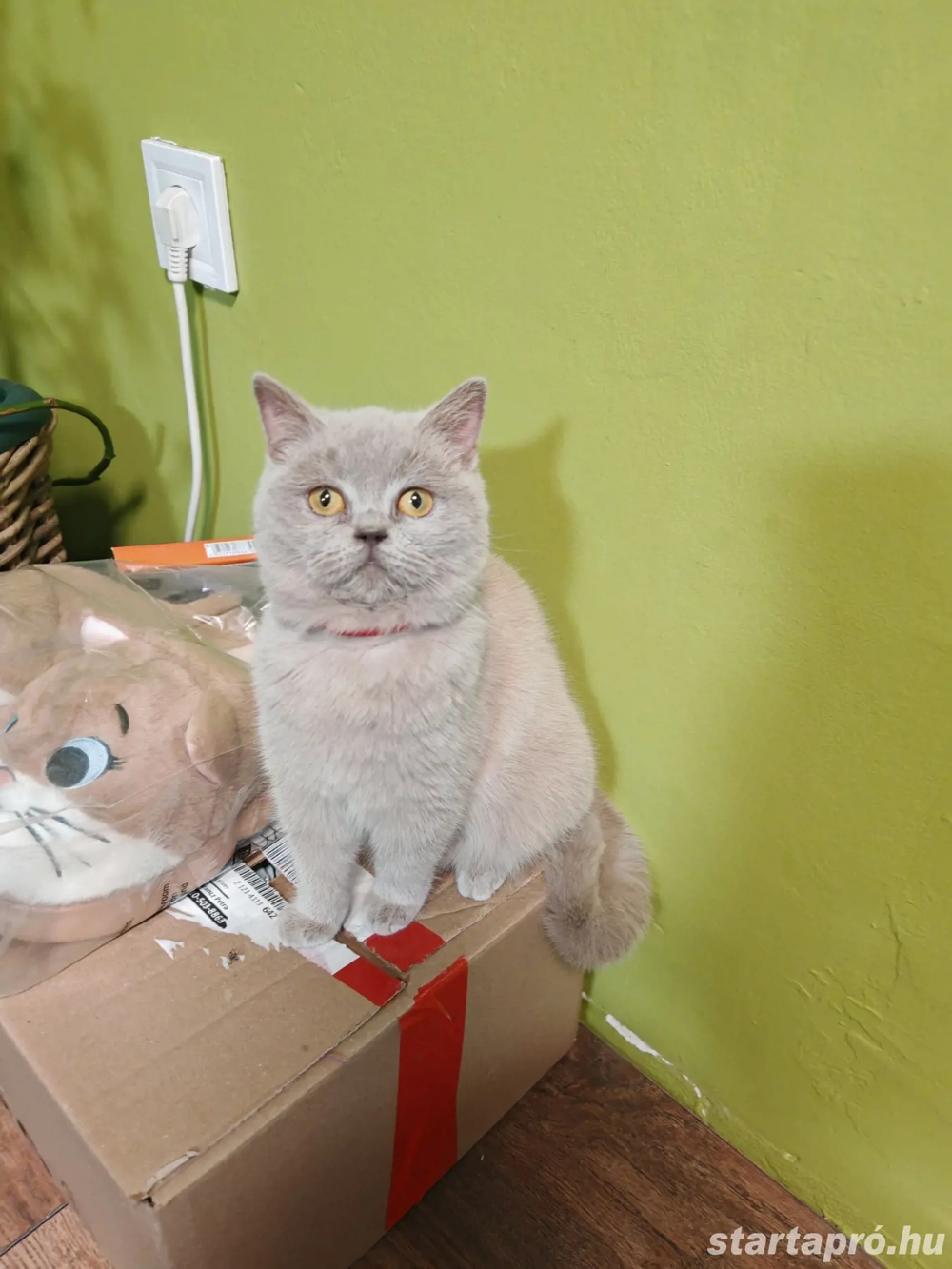 Brit kislány cica eladó 