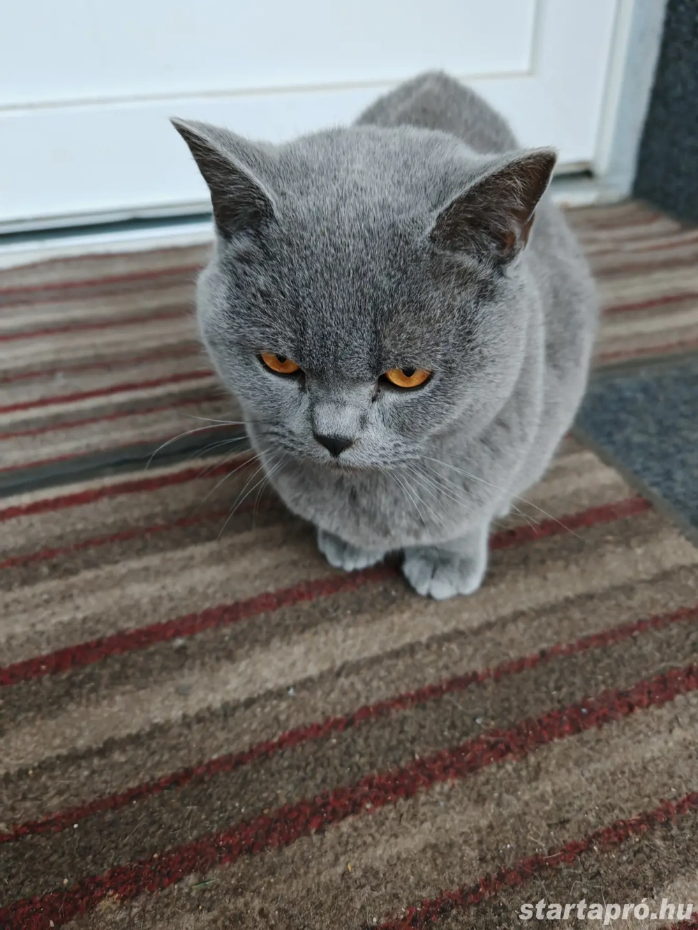 Brit kék fiú macska