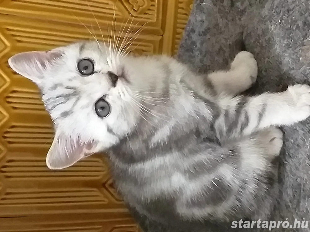 Brit rövid szőrű kiscicák új családot keresnek!