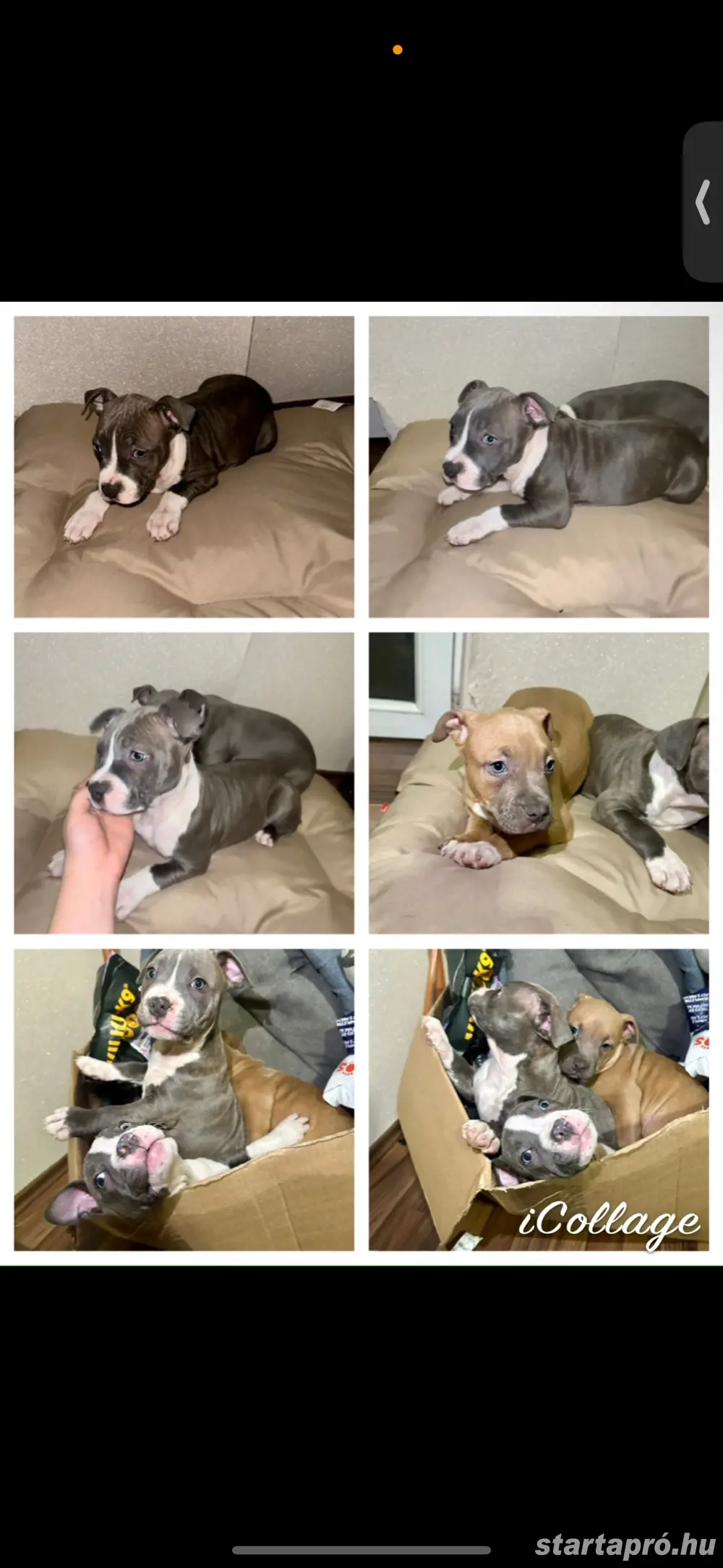Amerikai staffordshire terrier fajtatiszta kiskutyák 
