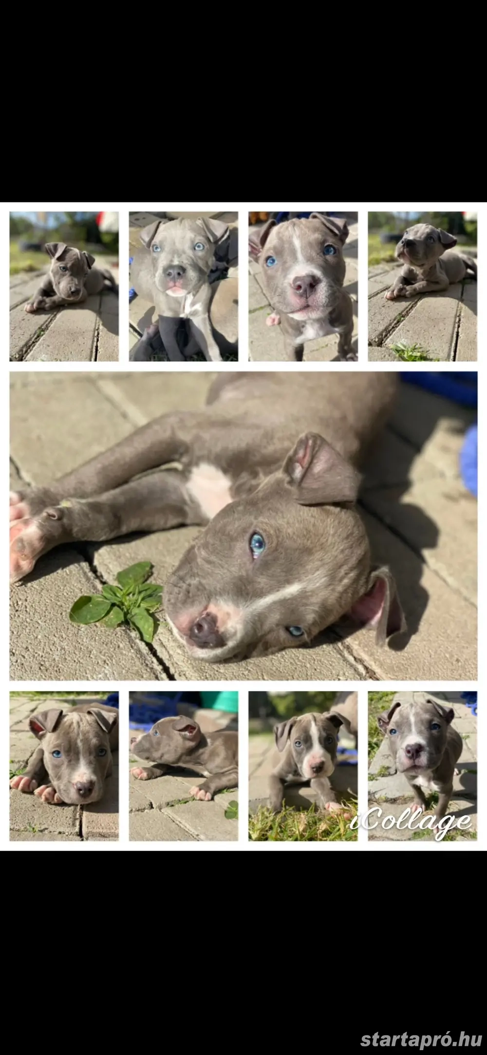 Amerikai staffordshire terrier fajtatiszta kiskutyák 