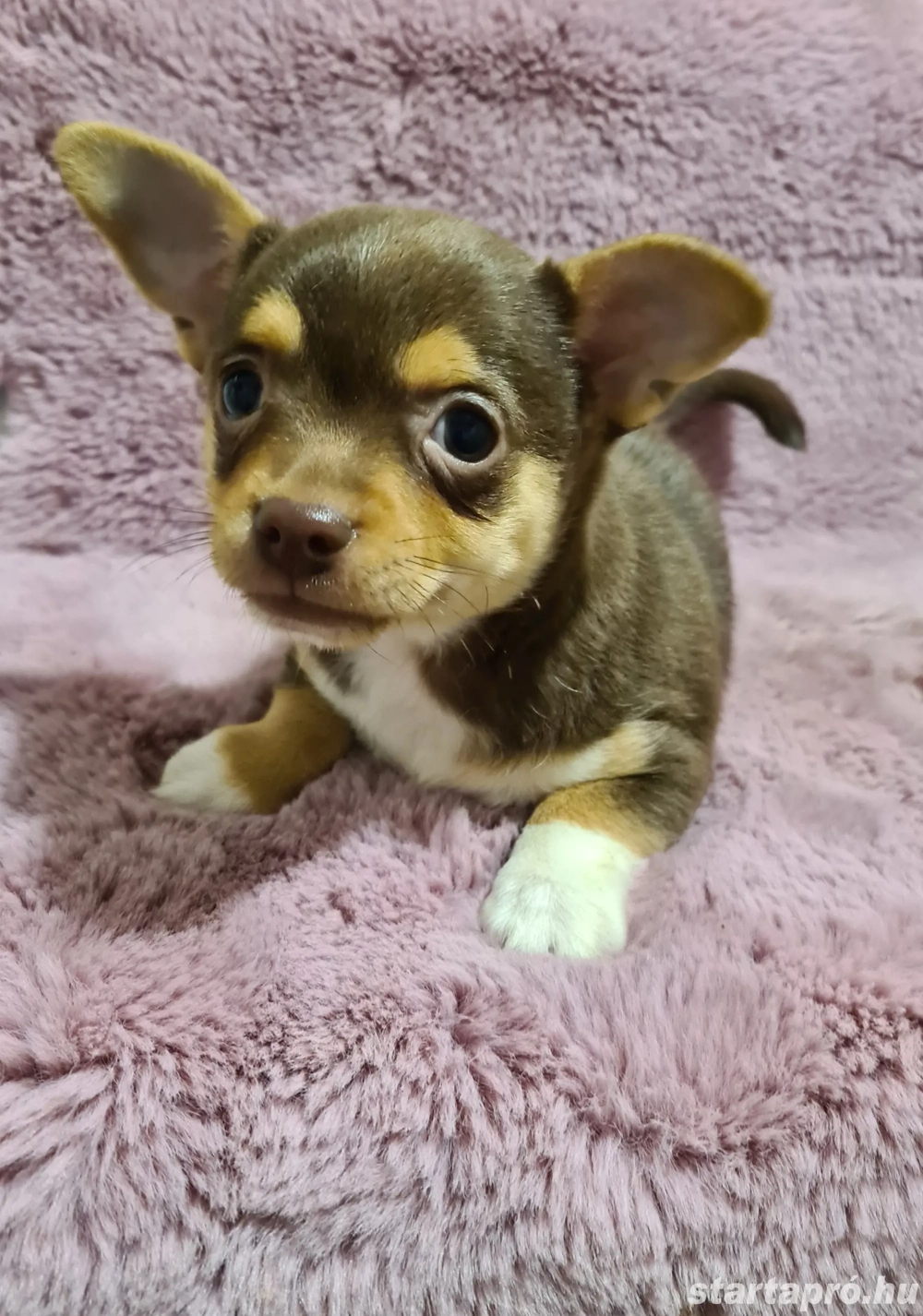 Meseszép csivava kislegény!