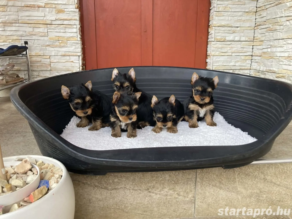 Yorkshire terrier kiskutyák