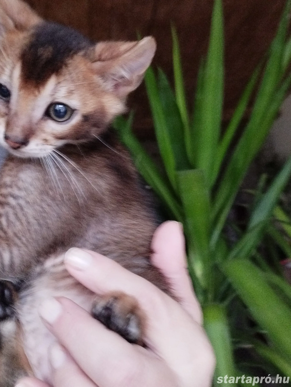 Beng li abesszin kiscica