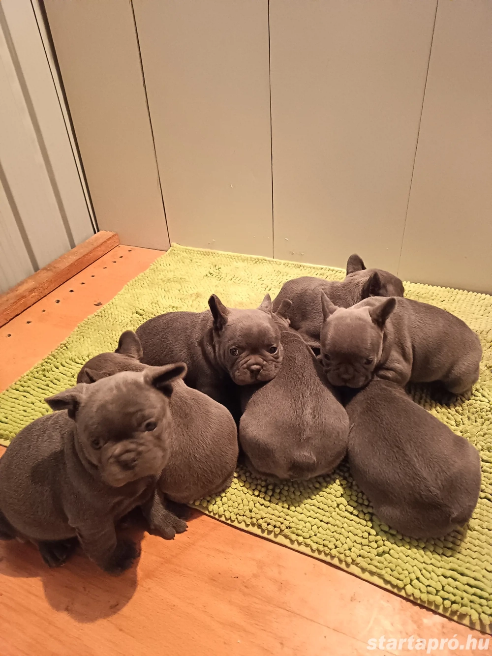 Francia bulldog kölykök eladók.