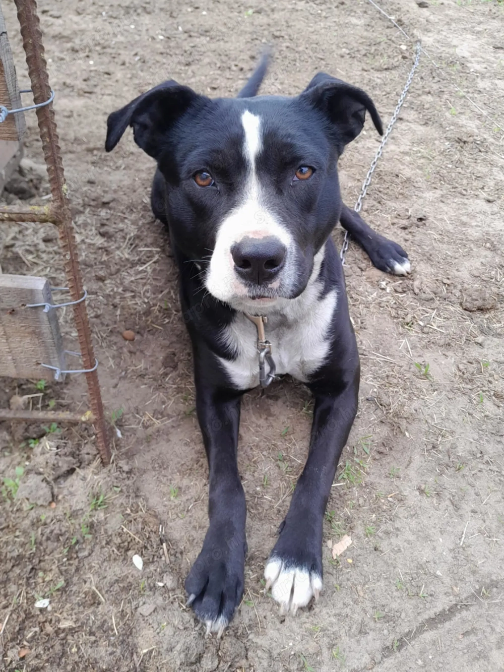 Amstaff keverék ingyen elvihető