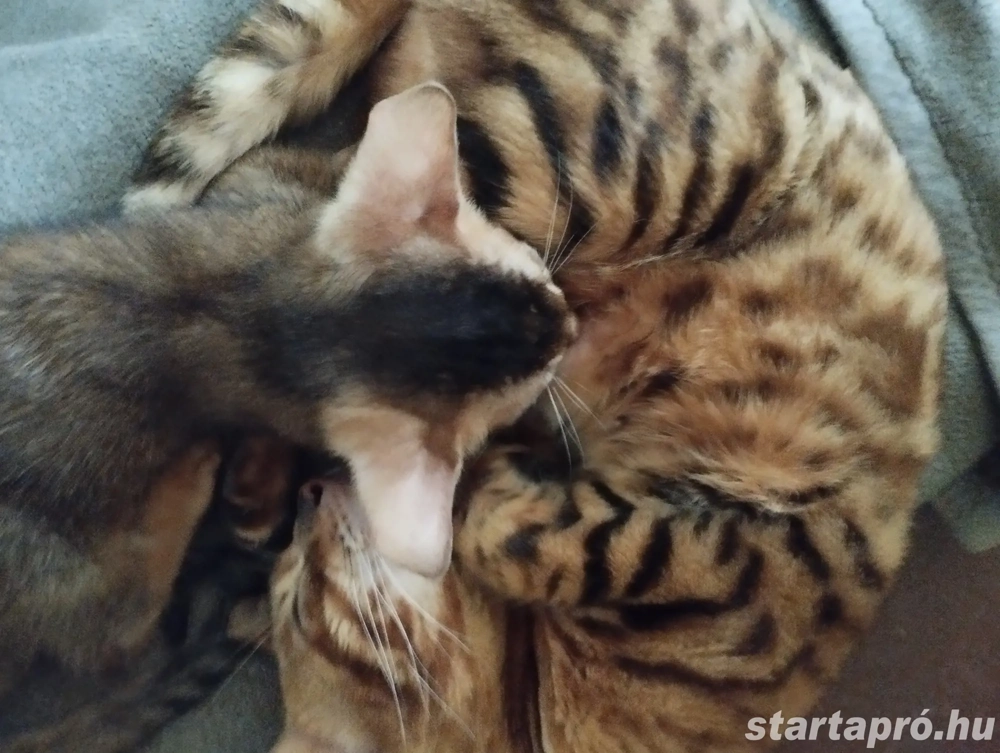 Abesszin beng li kiskandúr