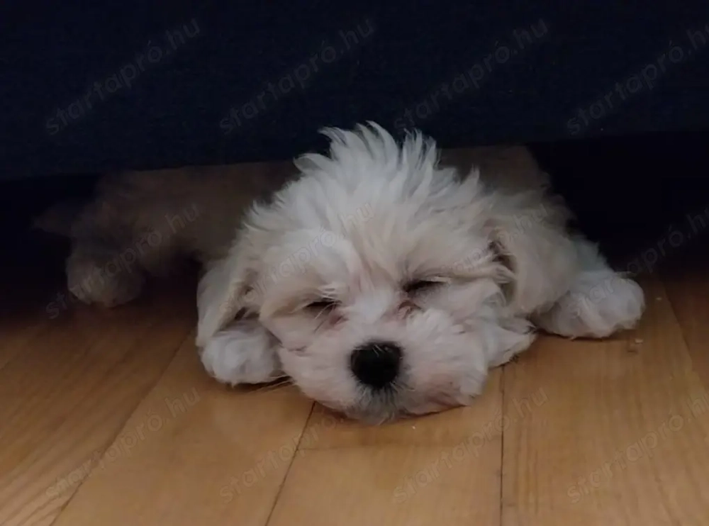 Bichon Havaneae kiskutya eladó 