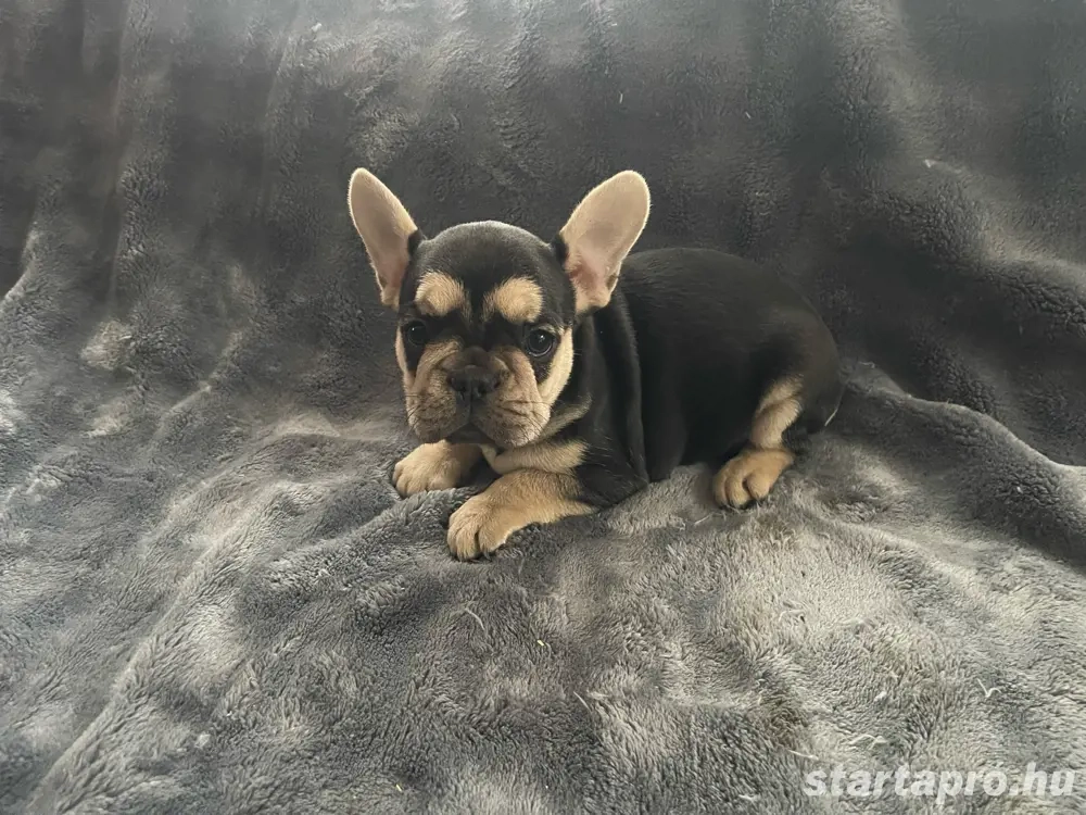 Francia bulldog kiskutyák