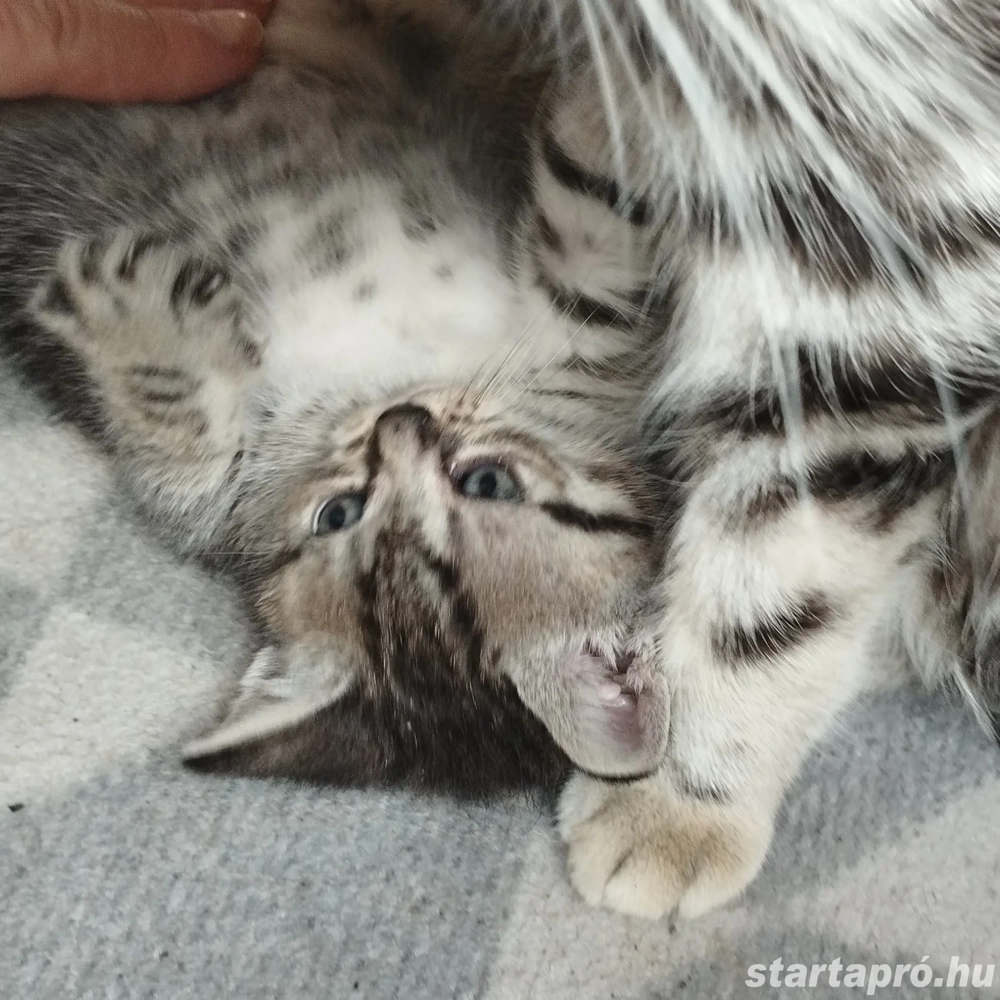 Brit whiskas kiscica