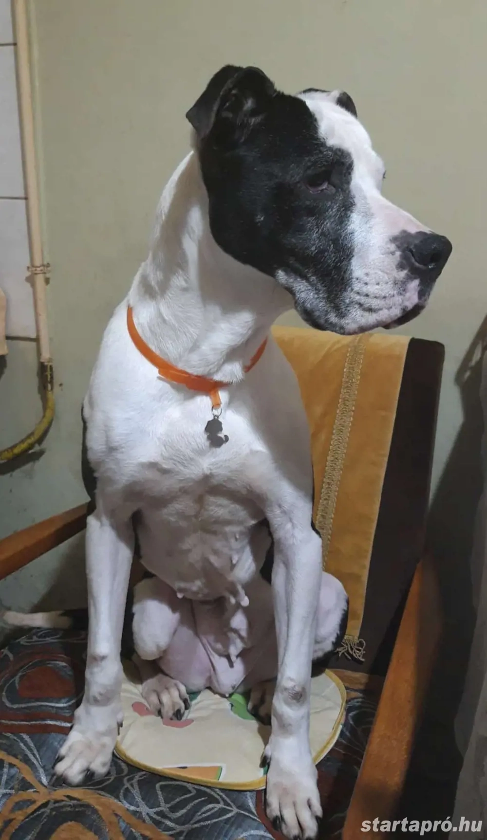 Amstaff féle kutya, ingyen elvihető