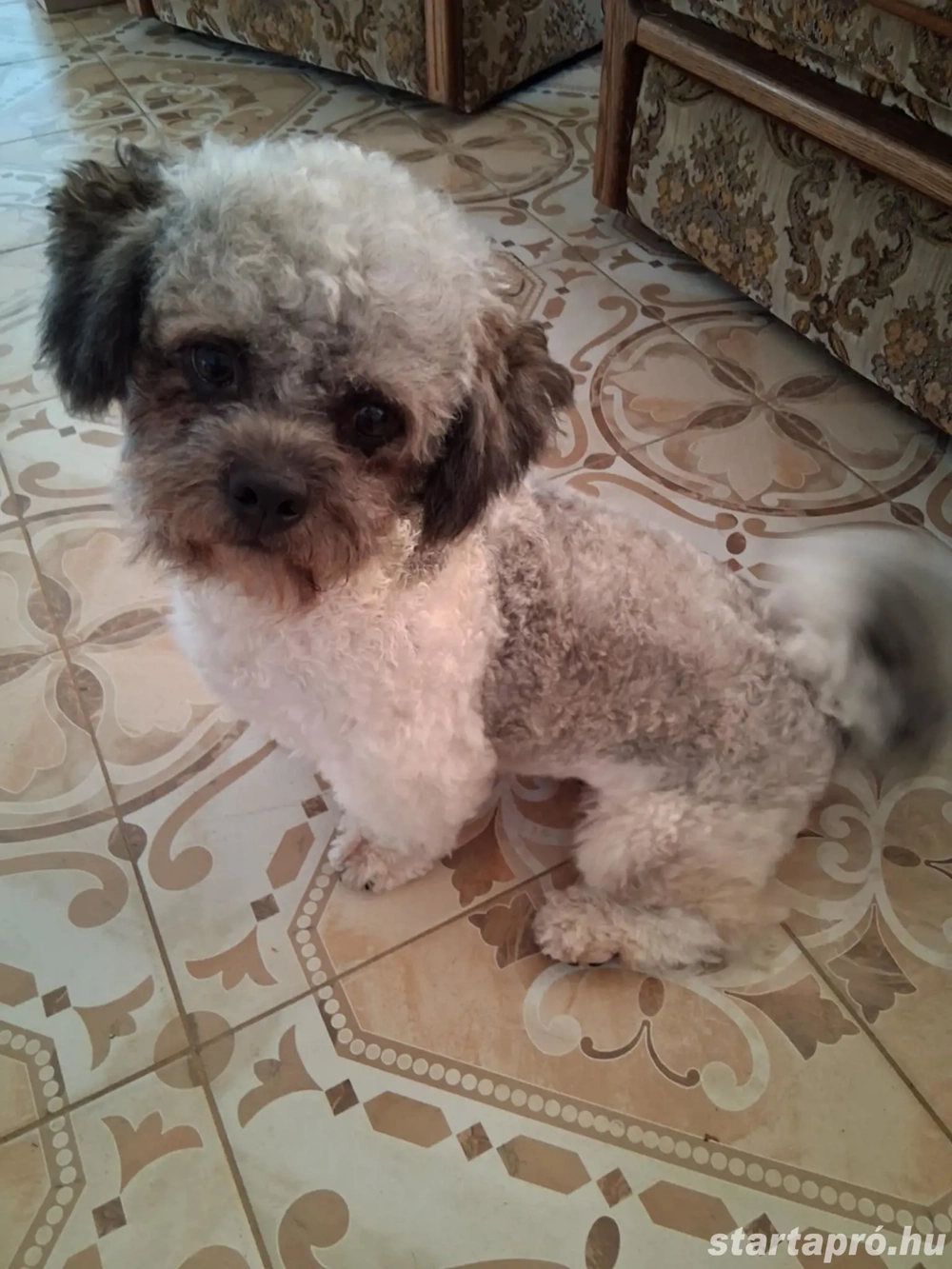 Kis kubaiak - bichon havanese babák álomgazdijukat várják