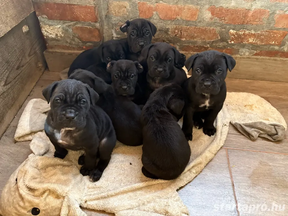 cane corso babák