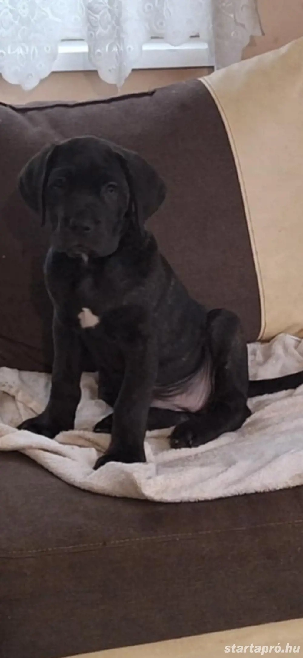 Cane corso szuka 