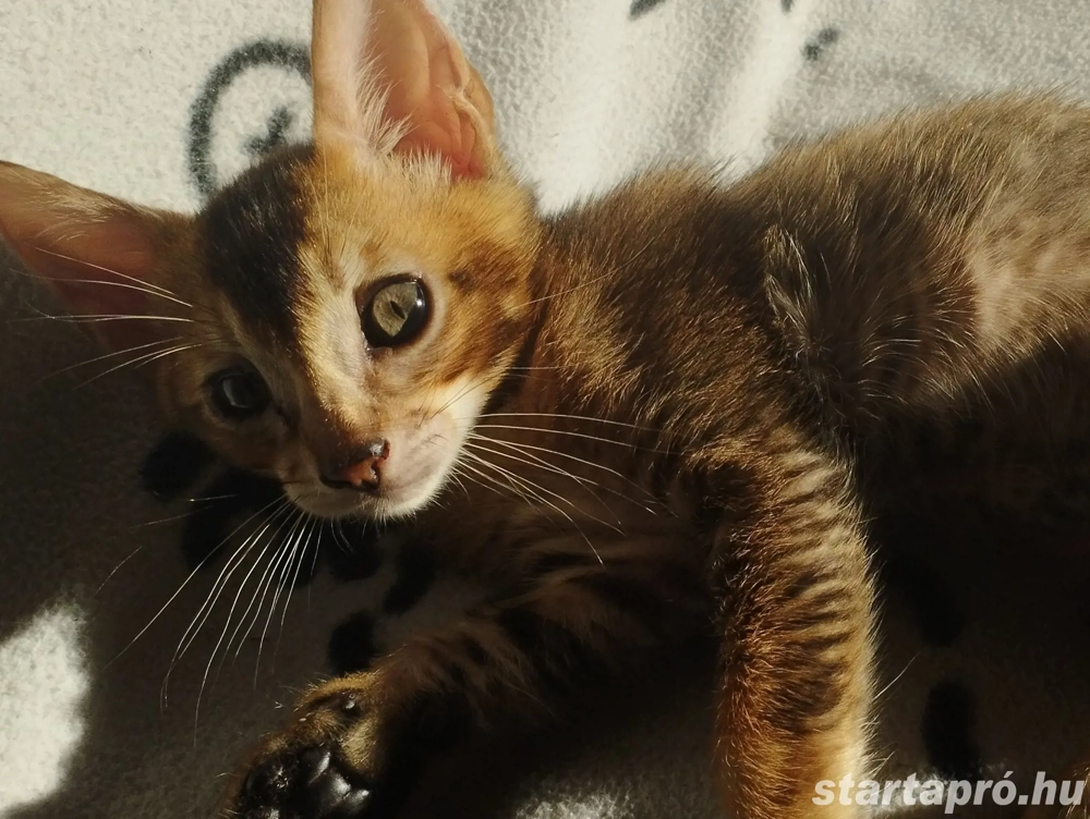 Beng li abesszin kiskandúr