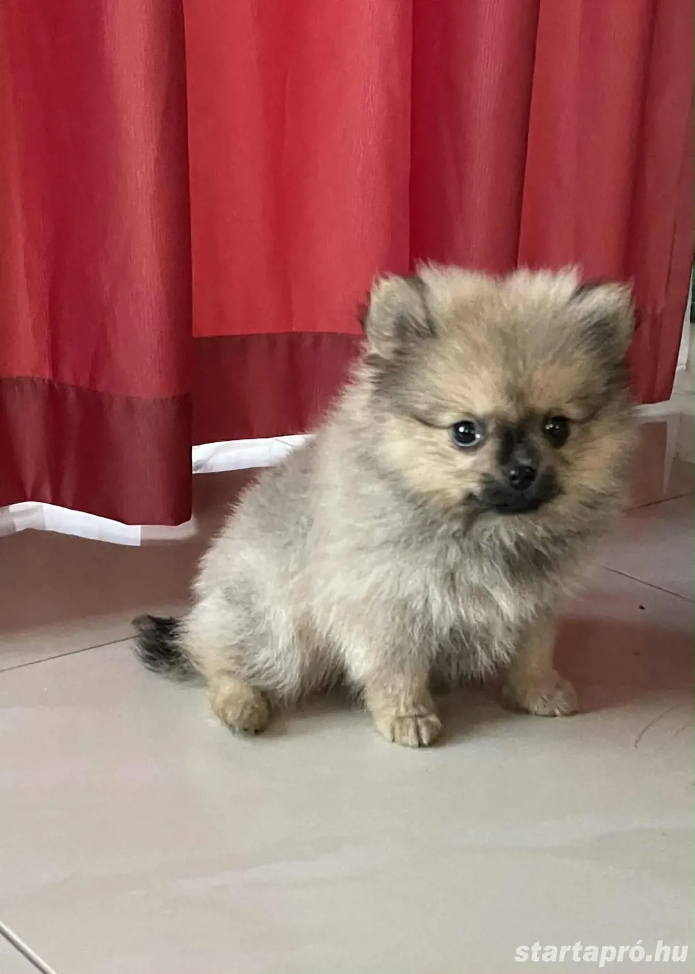 Pomerániai Törpespicc kiskutyák