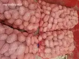 Étkezési Bellarosa burgonya eladó