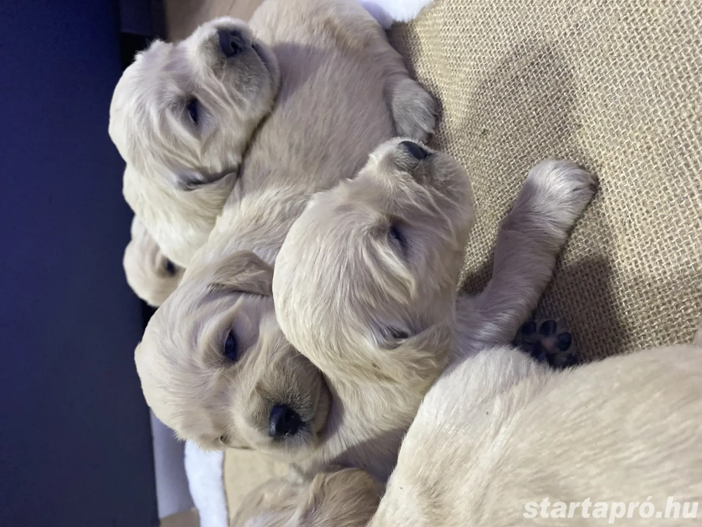 Golden Retriever kiskutyák 