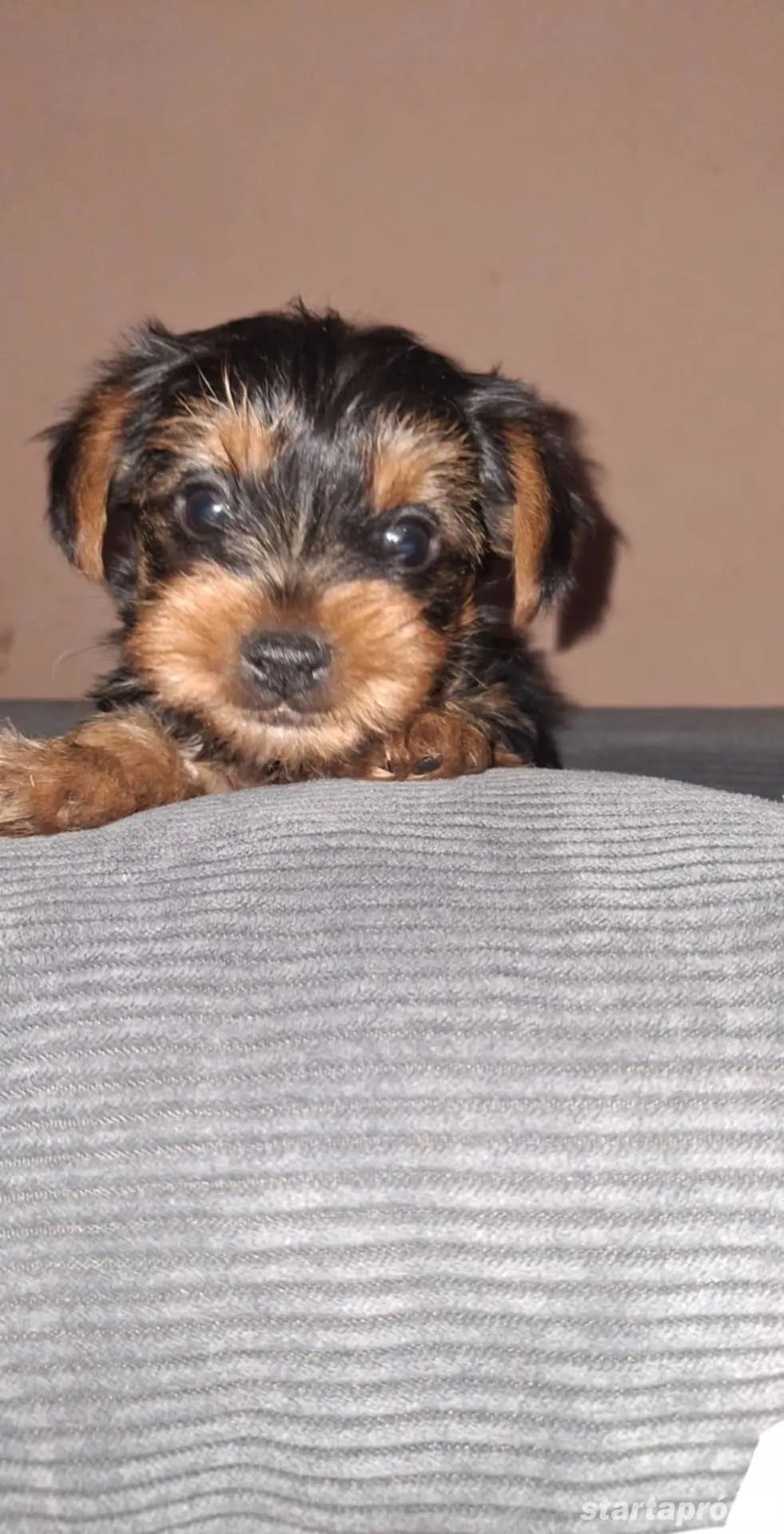 Yorki babák gondoskodó szerető gazdikat keresnek! 