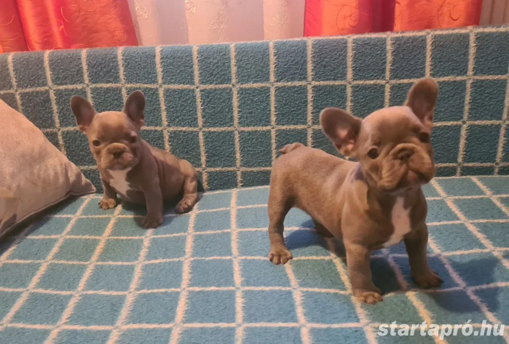 Gyönyörű francia bulldog kiskutyák eladók