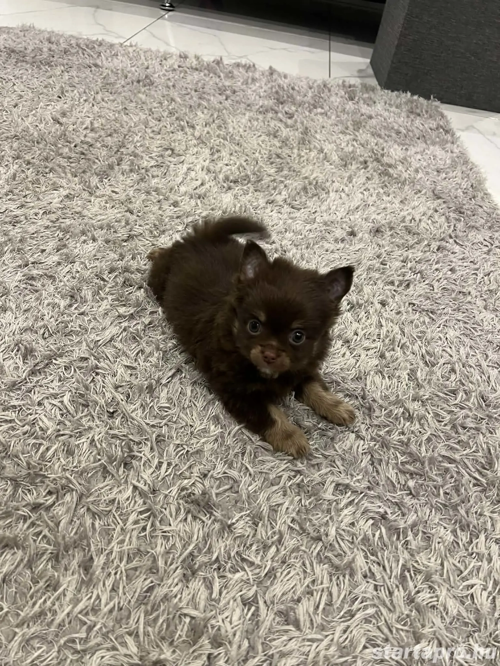 Hosszú szörű csoki csivava