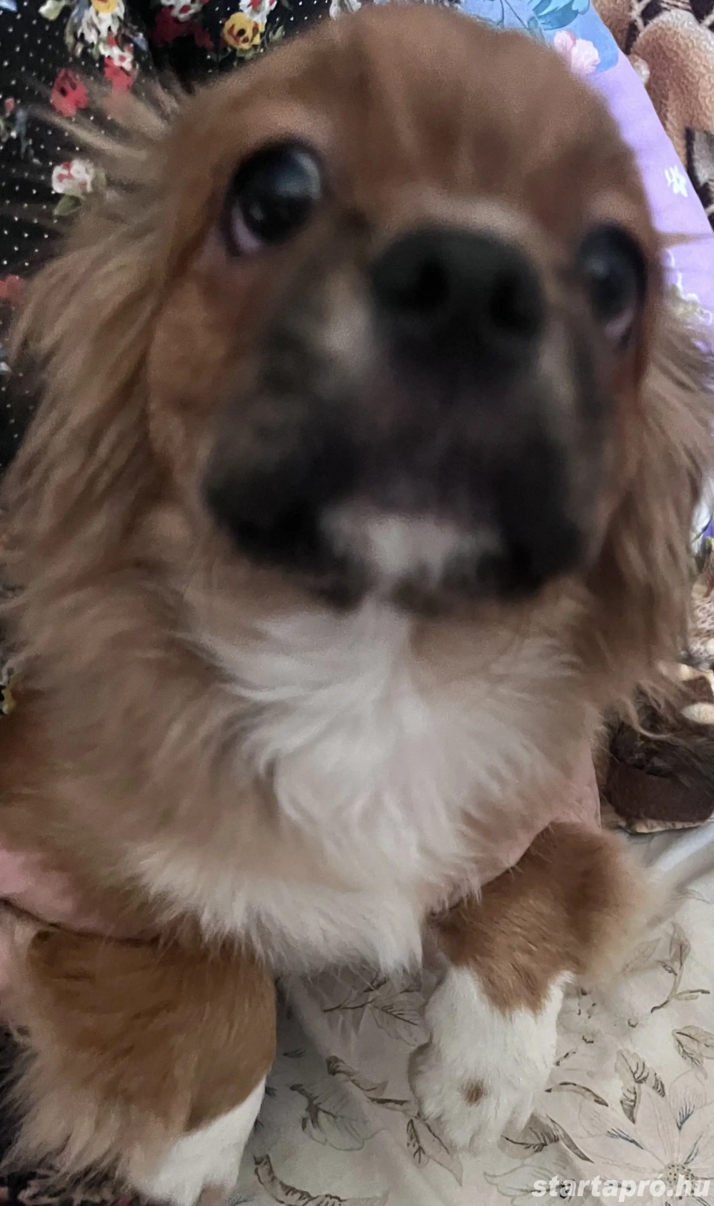  Eladó Palota Pincsi Kölyök