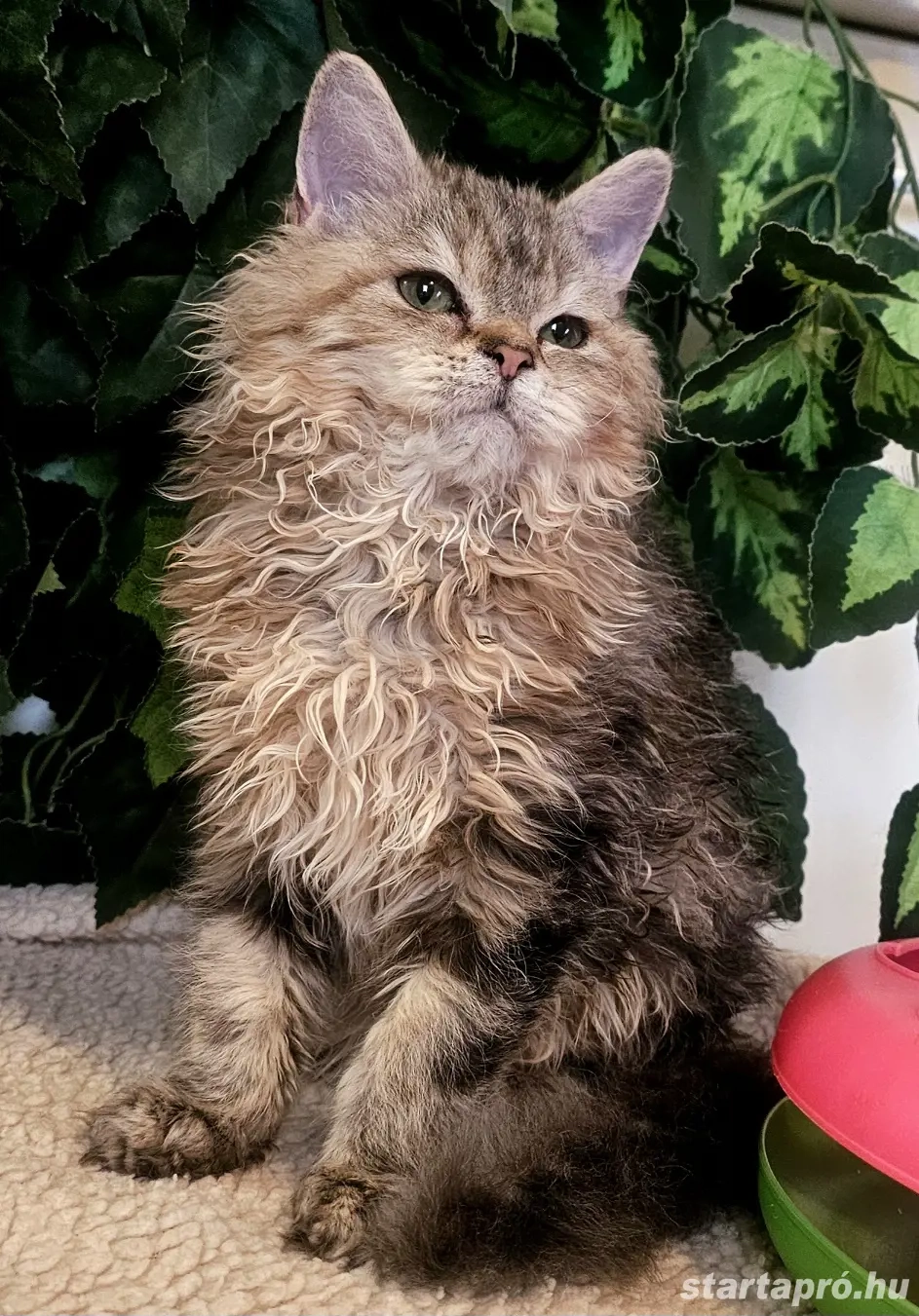 Selkirk Rex göndör szőrű cica eladó