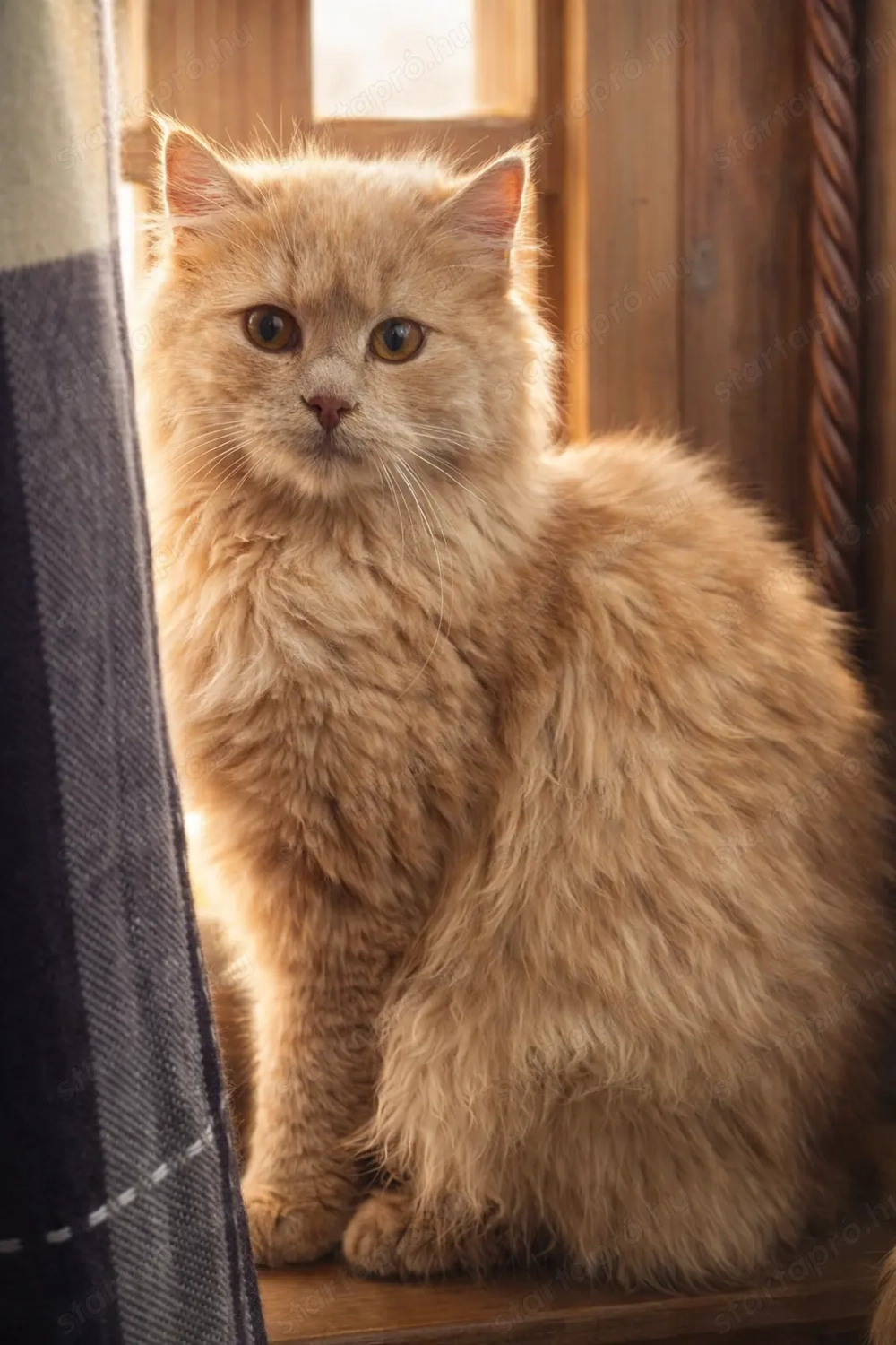 Maine Coon és Perzsa cica keverék